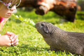 Guinea Pig and Child on meadow