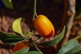 Kumquat Leaf Fruit