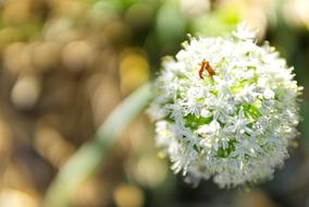 Flower Garden Onion