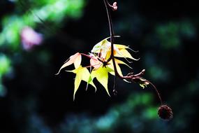 Maple Leaf Plant Nature