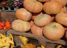 Vegetables Pumpkin Autumn