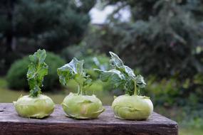 Chinese Cabbage Kohlrabi