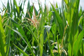 Cornfield Corn Cultivation