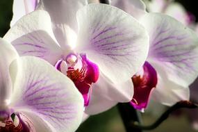 Close-up of the beautiful and colorful orchid flowers in sunlight