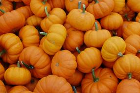 Pumpkins October Harvest