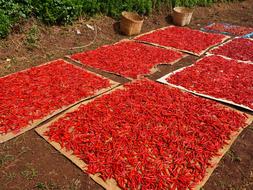 Chili Pepper Red