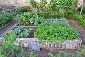 Vegetable Garden Medieval