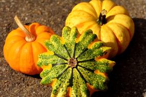 Pumpkins Colorful Autumn