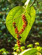 Leaf Nature Food