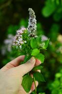 Culinary Herbs Flowers