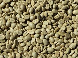 Green Coffee Beans costa rica