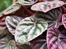 Leaf Food Nature