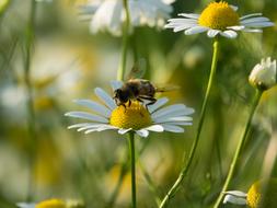 Standing Fly Schwirrfliege