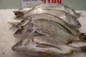Fish Market Food