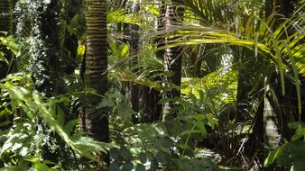 Rainforest Palm Trees Moss Amazon