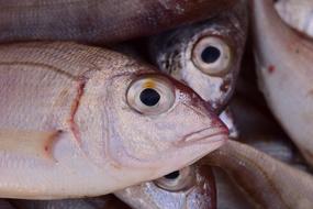 Fish Fresh Market