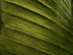 Banana Leaf Texture