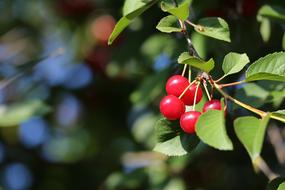 Red Cherry Fruit Food