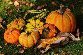 Pumpkins Decorative Squashes