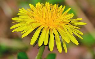Flower Plants
