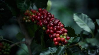 Coffee Coffe