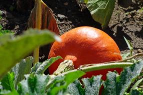 Pumpkin Vegetables Autumn