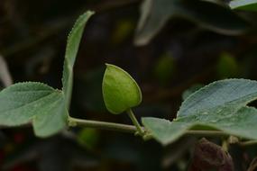 Leaf Plant Nature