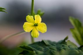 Flower Flora Nature