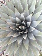 Cactus Plant Nature