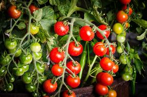 Tomato Green Vegetable