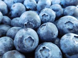 Blueberries Fruits Food