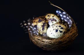 Quail Egg Nesting Birds