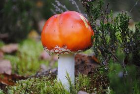 Mushrooms Forest Nature