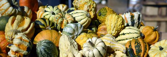 Pumpkin Gourd Autumn