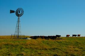 Cattle Prairie Wind