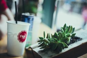 Coffee Creative Cup
