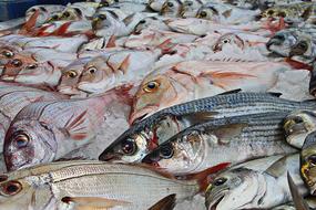 Fish Fishing Traditional