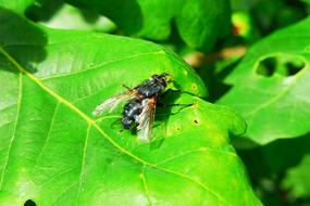 Animals Invertebrates Insect