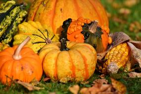 Pumpkins Colorful Autumn