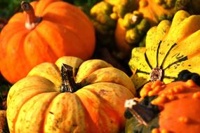 Pumpkins Colorful Autumn