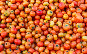 Tomatoes Vegetable Tomato