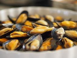 Seafood Molluscs Clams