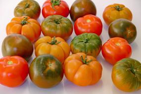 Tomato Tomatoes Colorful Rare