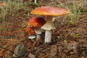 Fungus Mushroom in Forest