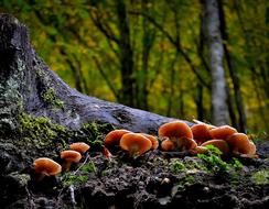 Mushroom Wild Nature