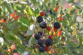 Fruit Berry bush at Nature