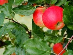 Red Ripe Apples on tree