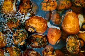 Food Snails Yellow