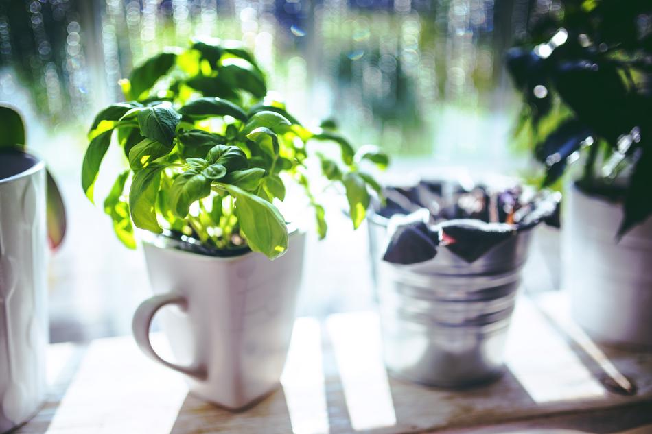 Basil Cup Herbs sun