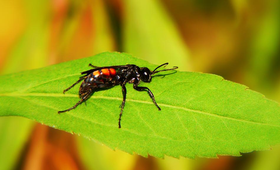 insect with antennae on a green leaf on a blurred background
